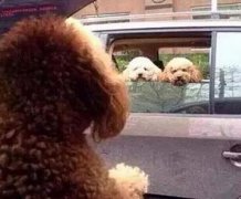 汪星人好性感 汪星人好性感