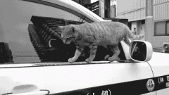 这年头猫也会碰瓷了。。。