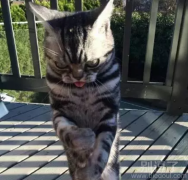 小猫喝豆汁，结果。。