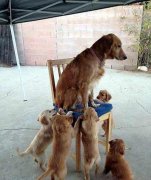 妈咪,你就下来吧, 妈咪,你就下来吧,