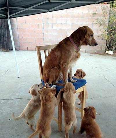 妈咪,你就下来吧, 妈咪,你就下来吧,