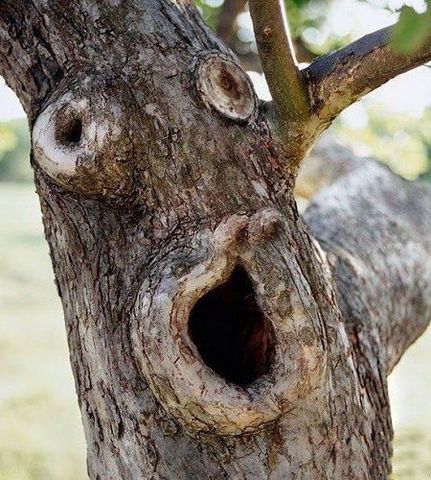 树的搞笑图片,一棵棵树长的都很搞笑