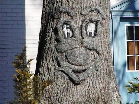 树的搞笑图片,一棵棵树长的都很搞笑