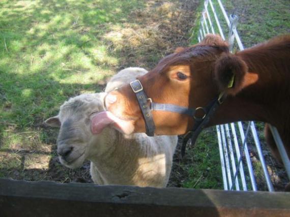 动物图片太有爱了