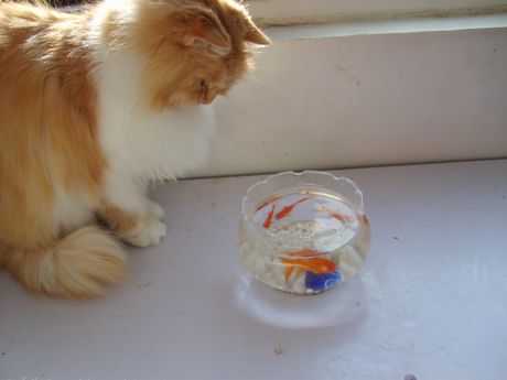 猫和鱼的故事,老套的爱情故事。