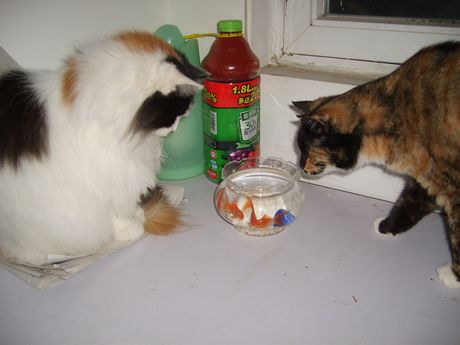 猫和鱼的故事,老套的爱情故事。