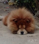 躺在路上的流浪狗。 躺在路上的流浪狗。