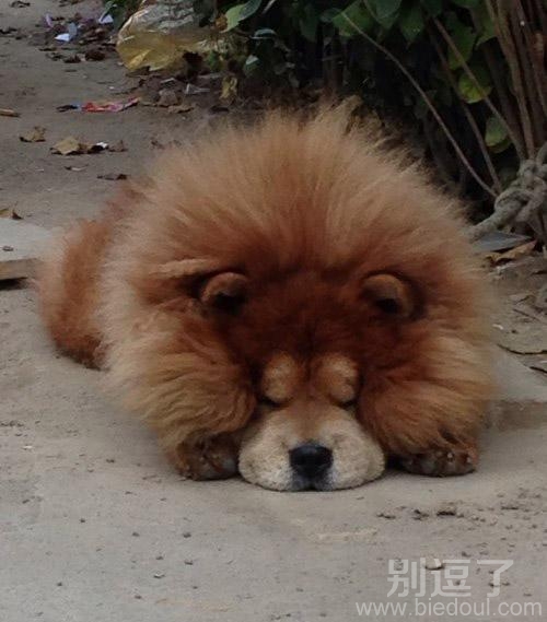 躺在路上的流浪狗。 躺在路上的流浪狗。