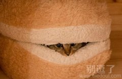 呆在温室里的猫咪，出来撒欢了