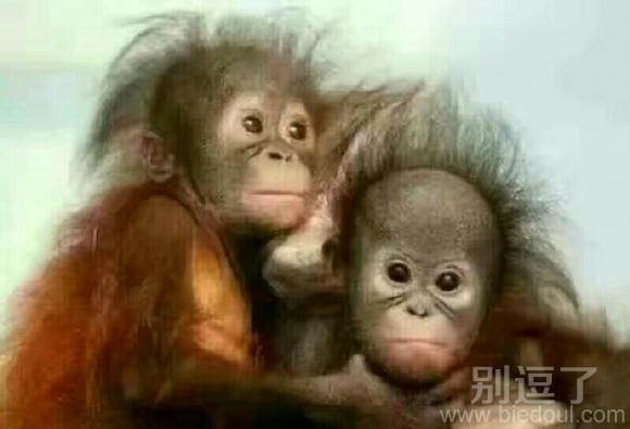 一张图告诉你什么是爱情？