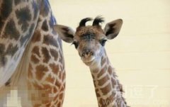 最萌动物婴儿照融化你