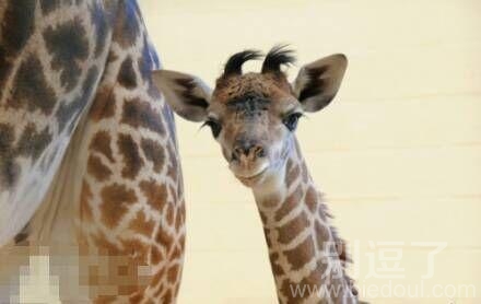 最萌动物婴儿照融化你 最萌动物婴儿照融化你