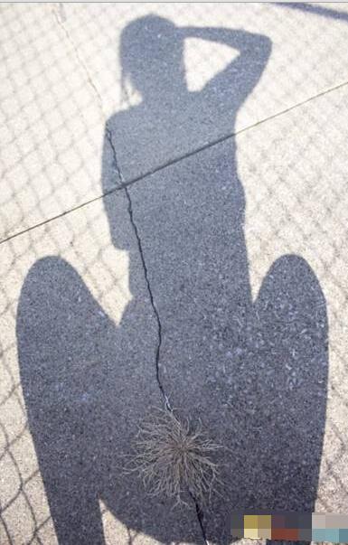 路边的野草不要采