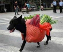 狗狗驼菜搞笑图片