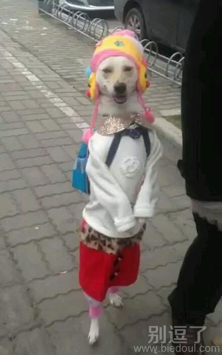 一个穿衣服的小狗。。