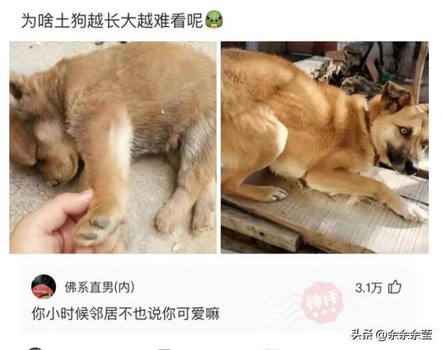 精彩段子爆笑神图:试问哪个男人能拒绝奥特曼的诱惑? 精彩段子爆笑神图:试问哪个男人能拒绝奥特曼的诱惑?