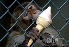 哇偶，好甜啊，还想要