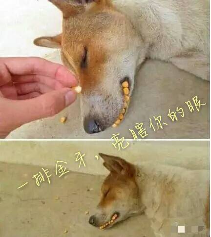 语言差异太可怕了 语言差异太可怕了