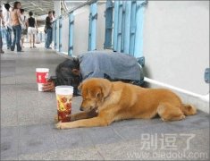 正在乞讨的小狗狗。
