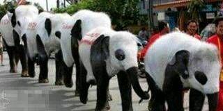 当当国宝什么的最爽了 当当国宝什么的最爽了