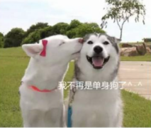 单身的别老侮辱狗狗了