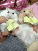 女神和女汉子吃东西的区别