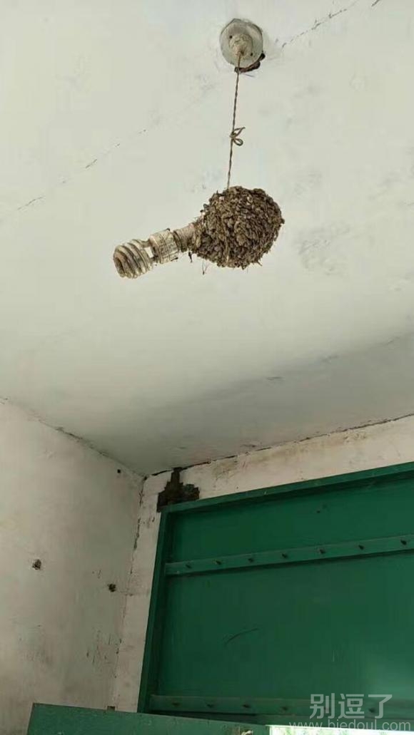 燕子的选址能力真不是一般能比的