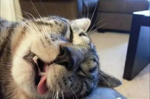 喵星人这睡相好嘛