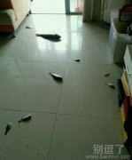 一群越狱的鱼儿。