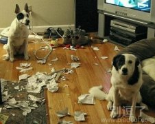 两只调皮的小狗。