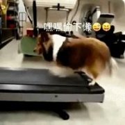 一只偷懒的狗狗。 一只偷懒的狗狗。