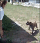 爆笑gif 逗一逗可爱的汪星人