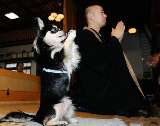 笑话图片狗狗也有信仰 笑话图片狗狗也有信仰