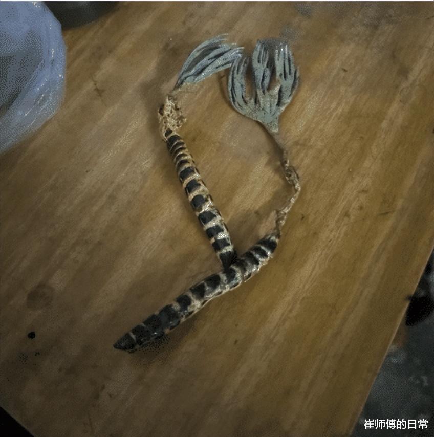 “黑虫上面长绿草,这是啥玩意?”赚大了 “黑虫上面长绿草,这是啥玩意?”赚大了