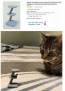 盯着东西看的猫咪。 盯着东西看的猫咪。