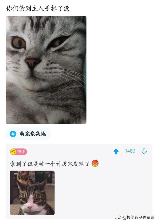 爆笑神回复:姐妹们,买卫生巾千万别买薄荷味的 爆笑神回复:姐妹们,买卫生巾千万别买薄荷味的