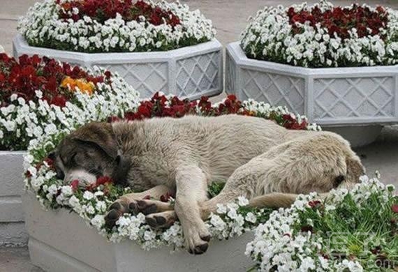 他死了，就是会打呼噜
