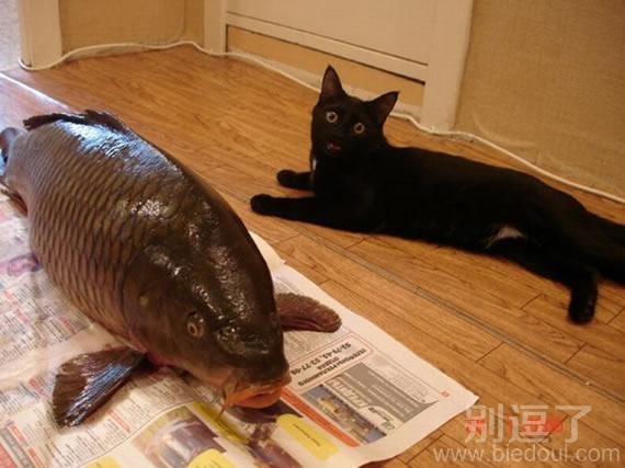 这么大个我怎么吃呀