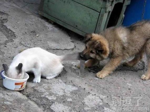 猫狗战争，那是我的吃的