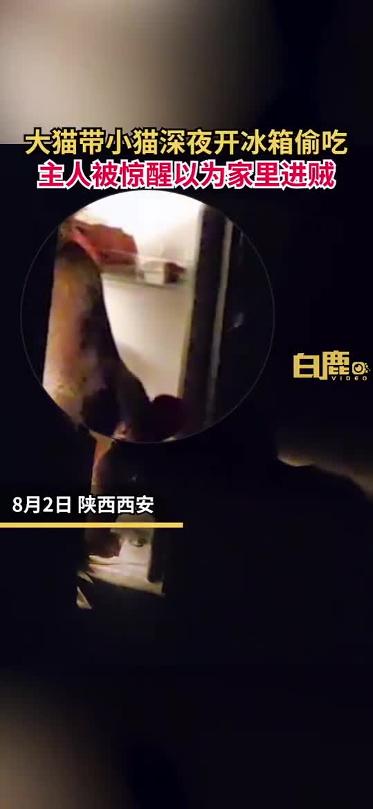 轻松一刻：离婚不抢车不抢房，他们竟然抢狗！离谱！