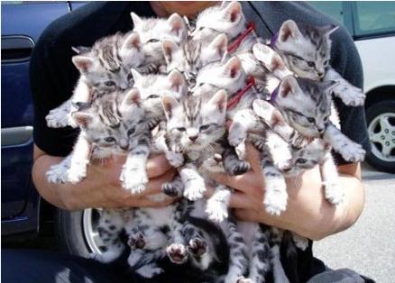 小猫咪的别样生活。