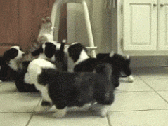 小崽子们，仗着狗多欺负我