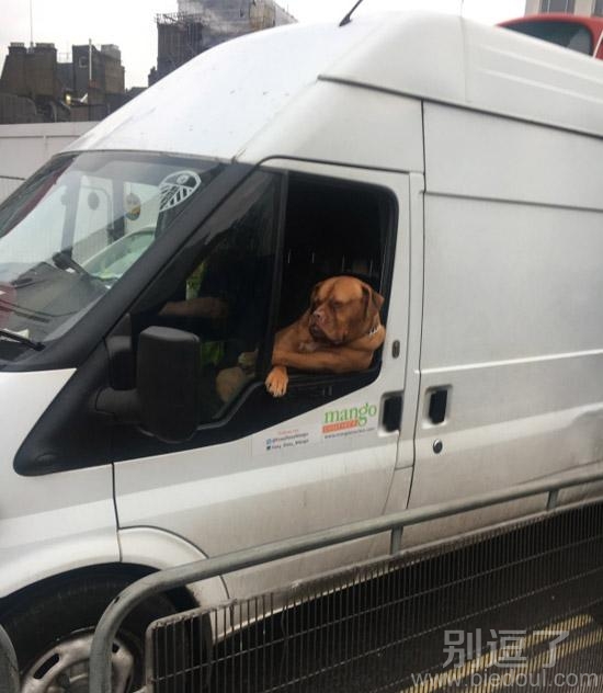 开车的汪星人。。 开车的汪星人。。