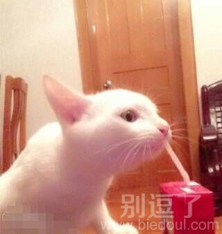 喵星人成精了会用吸管喝旺仔了