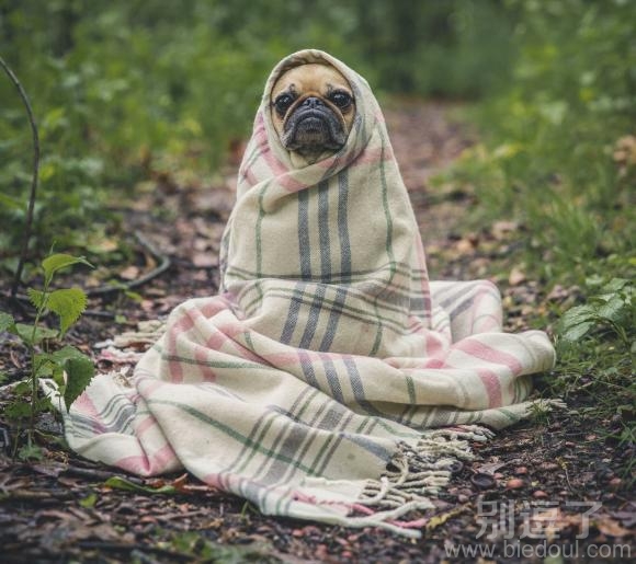 狗狗你很冷是不是啊 狗狗你很冷是不是啊