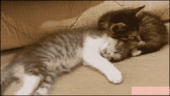 这猫真是要逆天了