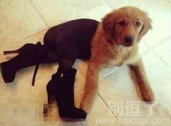 我去年买了个表，丧心病狂的主人