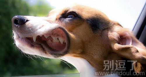 可爱宠物狗乘车兜风的图片