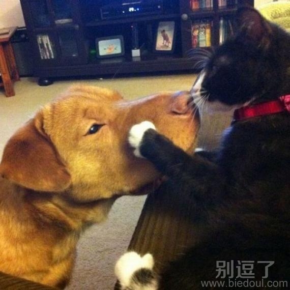 别动，亲一下啊！