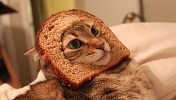 恶搞：面包片猫咪与厨师猫咪